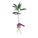 [CLRJENR] Clon Radical Juice (Enraizado en Taco 36x36x40 mm)