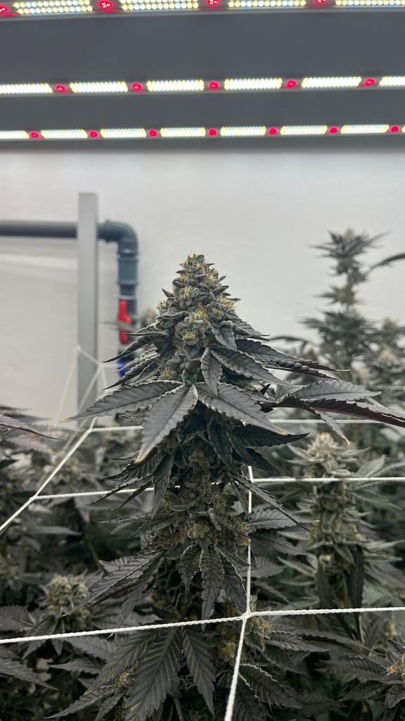 Clon Radical Juice - Feno ZB