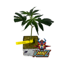 [CLKMENR] Clon KmintZ (Enraizado en Taco 36x36x40 mm)