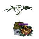 [CLRJENR] Clon Radical Juice (Enraizado en Taco 36x36x40 mm)